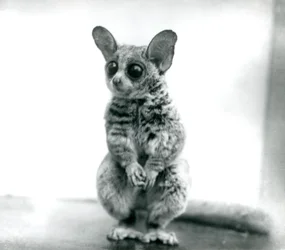 Galago moholi eli Mohol pensasvauva Lontoon eläintarhassa, 12. syyskuuta 1913